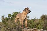 CANE CORSO 129